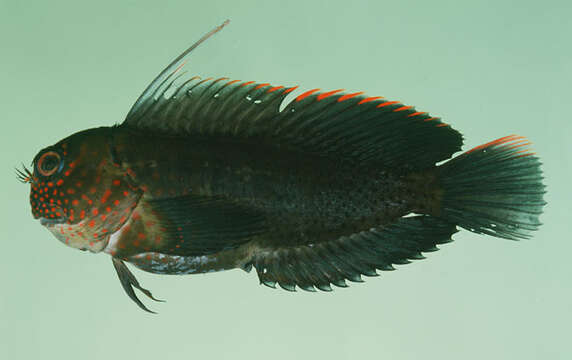 Image of Spotted eye-lash blenny