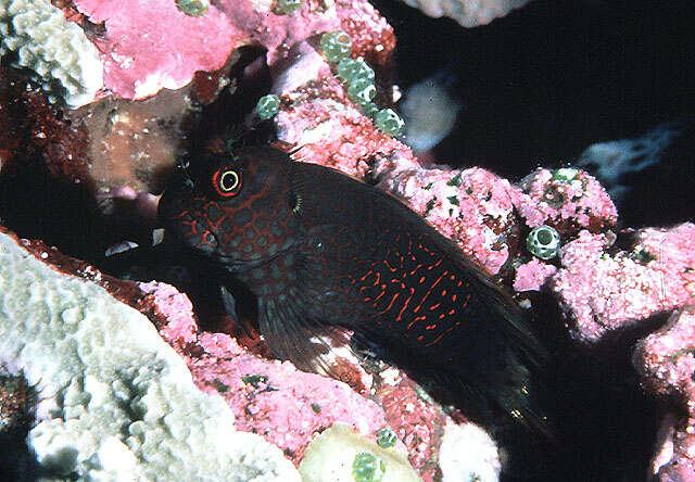 Image of Red-streaked Blenny