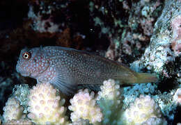 Image of Red-streaked Blenny