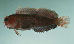 Image of Red-streaked Blenny