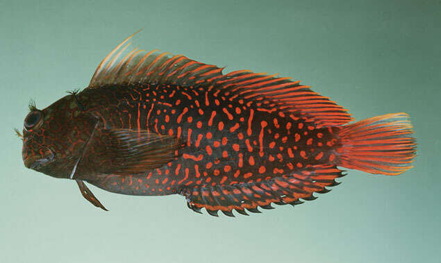 Image of Red-streaked Blenny