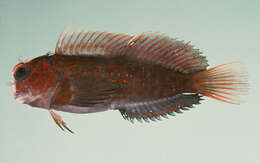 Image of Red-streaked Blenny