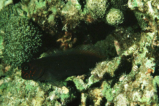 Image of Banded Fringe Blenny