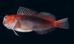 Image of Banded Fringe Blenny