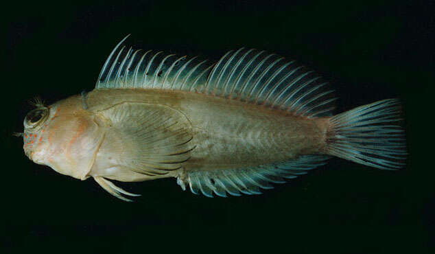 Image of Banded Fringe Blenny