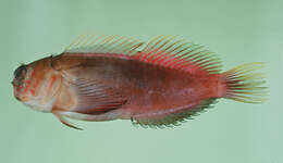 Image of Banded Fringe Blenny