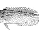 Suezichthys caudavittatus (Steindachner 1898) resmi