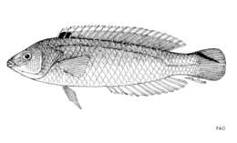 Image of Spottail wrasse