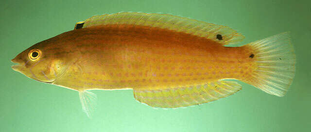 Image of Rainbow Slender Wrasse