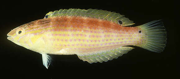 Suezichthys arquatus Russell 1985 resmi