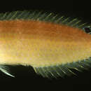 Image of Russell&#39;s wrasse