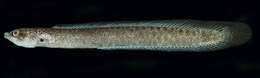 Image of Zulu snakelet