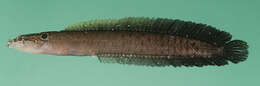Image of African eel blenny