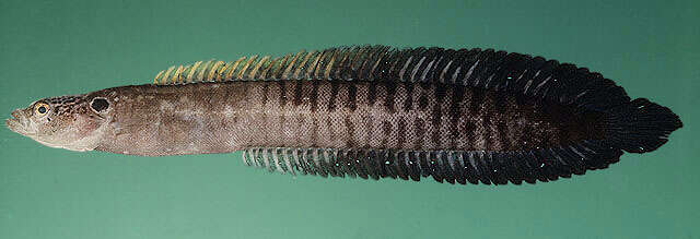 Image of African eel blenny