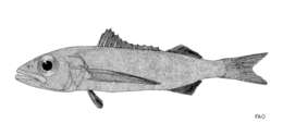 Image of longfin escolars