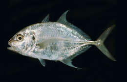 Image of Longnose trevally