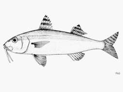 Image of Goldband goatfish