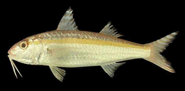 Image of Goldband goatfish