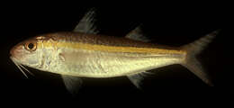 Image of Goldband goatfish