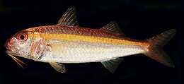 Image of Goldband goatfish