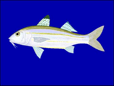 Image of Beach goatfish