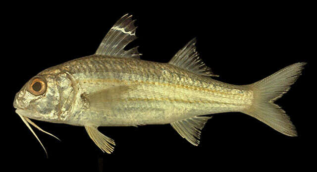 Image of Beach goatfish