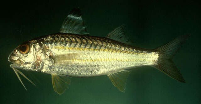 Image of Beach goatfish