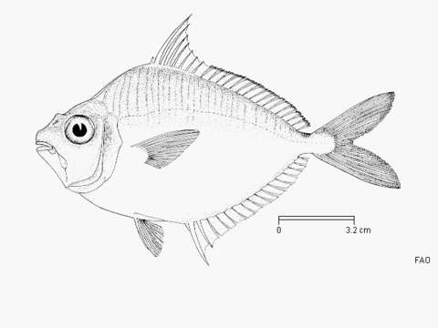 Image of Common Ponyfish