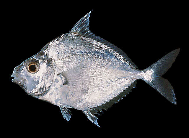 Image of Common Ponyfish