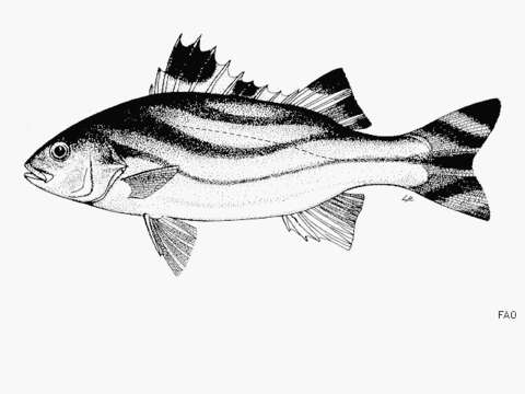 Image of Crescent Grunter