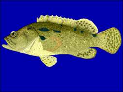 Epinephelus fuscoguttatus (Forsskål 1775) resmi