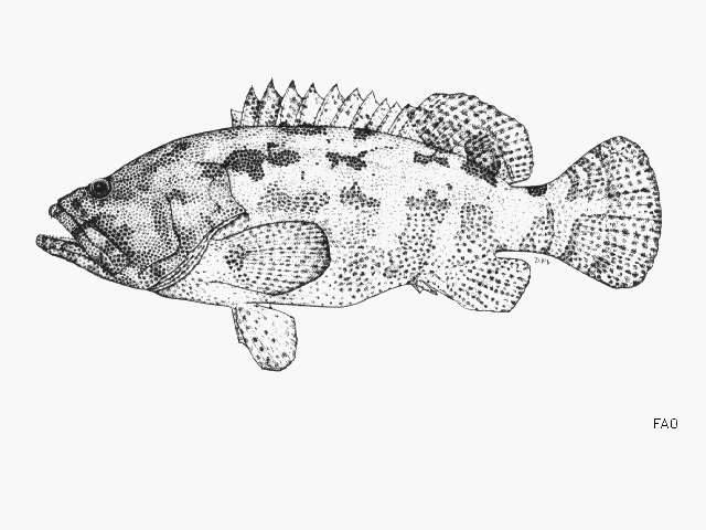 Image of Brown-marbled Grouper