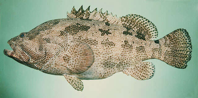 Image of Brown-marbled Grouper