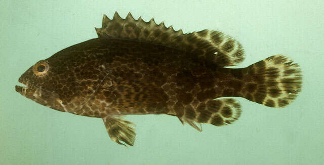 Image of Brown-marbled Grouper