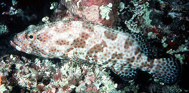 Image of Estuary Rock-cod