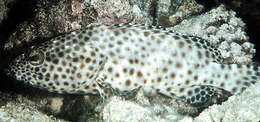 Image of Estuary Rock-cod