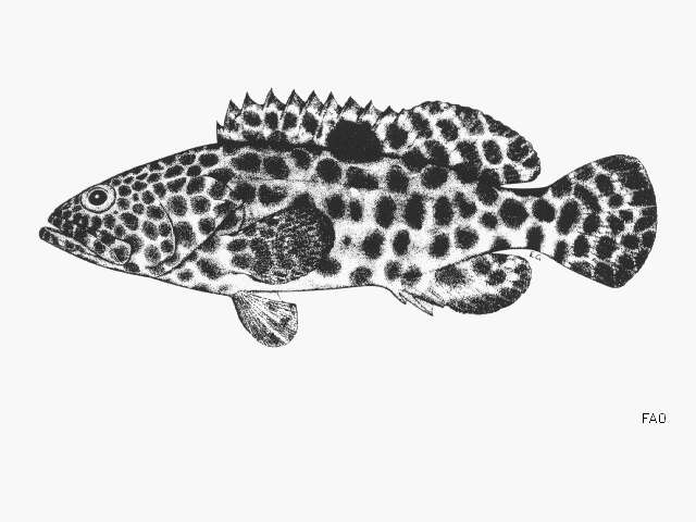 Image of Estuary Rock-cod