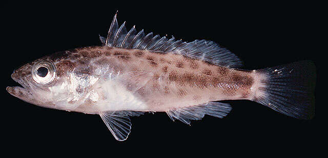 Image of Estuary Rock-cod