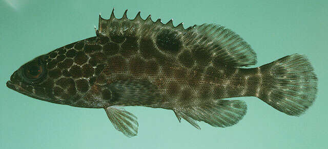 Image of Estuary Rock-cod