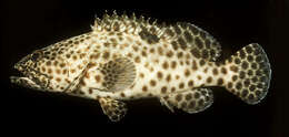 Image of Estuary Rock-cod