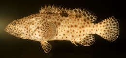 Image of Estuary Rock-cod