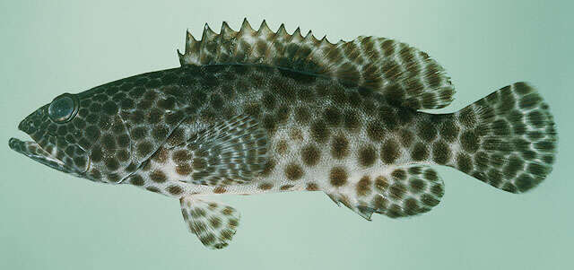 Image of Estuary Rock-cod