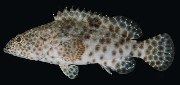 Image of Estuary Rock-cod