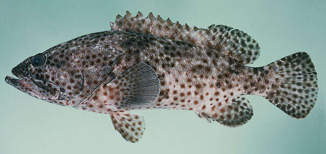 Image of Estuary Rock-cod