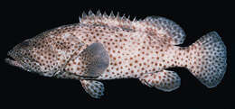 Image of Estuary Rock-cod