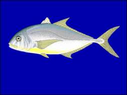Image of Carangiformes