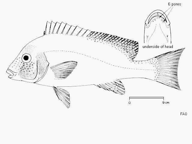 Image of Diagramma pictum