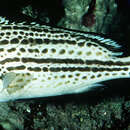 Image of Sweetlips