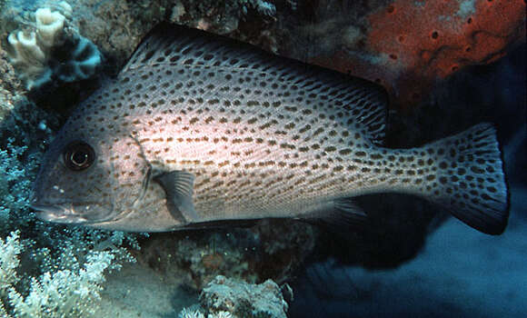 Image of Sweetlips