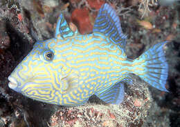 Image of Bluestriped triggerfish